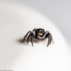 Hasarius adansonii (Adanson's house jumper) at Macgregor, ACT - 10 Jan 2020 by Roger