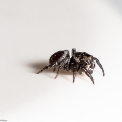 Hasarius adansonii at Macgregor, ACT - 10 Jan 2020