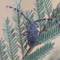 Ancita sp. (genus) (Longicorn or longhorn beetle) at Dunlop, ACT - 9 Jan 2020 by AlisonMilton