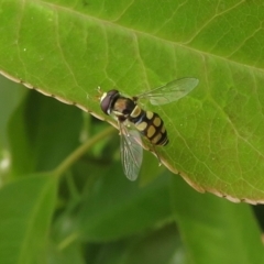 Simosyrphus grandicornis (Common hover fly) at Narrabundah, ACT - 30 Oct 2019 by RobParnell