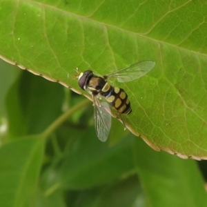 Simosyrphus grandicornis at Narrabundah, ACT - 30 Oct 2019 10:09 AM