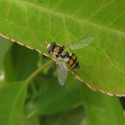Simosyrphus grandicornis (Common hover fly) at Narrabundah, ACT - 30 Oct 2019 by RobParnell