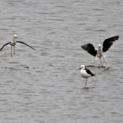 Himantopus leucocephalus (Pied Stilt) at Monash, ACT - 9 Jan 2020 by RodDeb