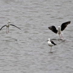 Himantopus leucocephalus (Pied Stilt) at Tuggeranong Creek to Monash Grassland - 8 Jan 2020 by RodDeb