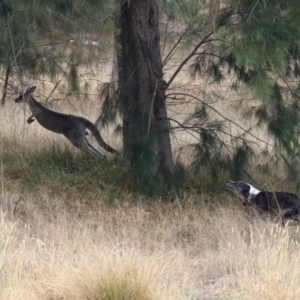 Macropus giganteus at Isabella Plains, ACT - 9 Jan 2020 11:04 AM