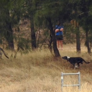 Macropus giganteus at Isabella Plains, ACT - 9 Jan 2020 11:04 AM