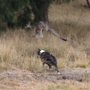 Macropus giganteus at Isabella Plains, ACT - 9 Jan 2020 11:04 AM