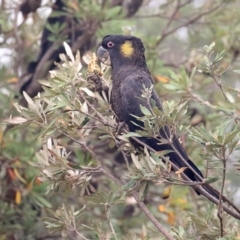 Zanda funerea (Yellow-tailed Black-Cockatoo) at Tathra, NSW - 7 Jan 2020 by Leo