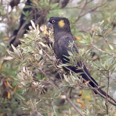 Zanda funerea (Yellow-tailed Black-Cockatoo) at Tathra, NSW - 8 Jan 2020 by Leo