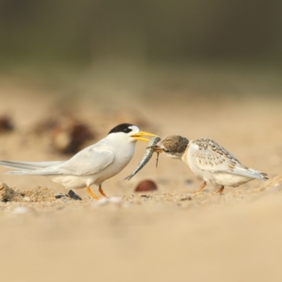 Sternula nereis (Fairy Tern) at Mogareeka, NSW - 9 Jan 2020 by Leo