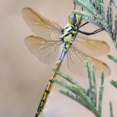 Hemicordulia tau (Tau Emerald) at Dunlop, ACT - 9 Jan 2020 by AlisonMilton