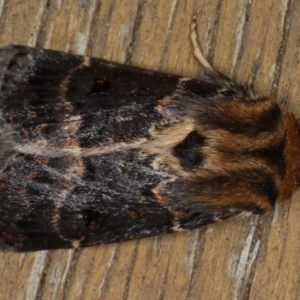 Proteuxoa sanguinipuncta at Ainslie, ACT - 8 Jan 2020