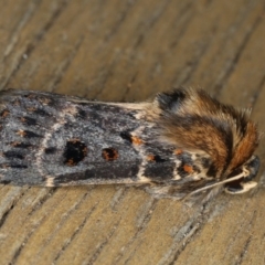 Proteuxoa sanguinipuncta at Ainslie, ACT - 8 Jan 2020