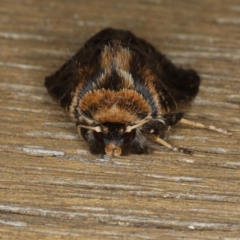 Proteuxoa sanguinipuncta at Ainslie, ACT - 8 Jan 2020