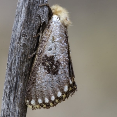 Epicoma contristis (Yellow-spotted Epicoma Moth) at Hawker, ACT - 9 Jan 2020 by AlisonMilton