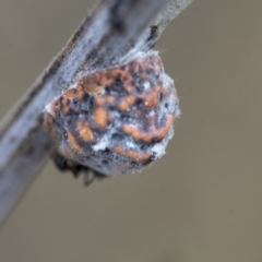 Icerya acaciae (Acacia mealy bug) at Dunlop, ACT - 8 Jan 2020 by AlisonMilton