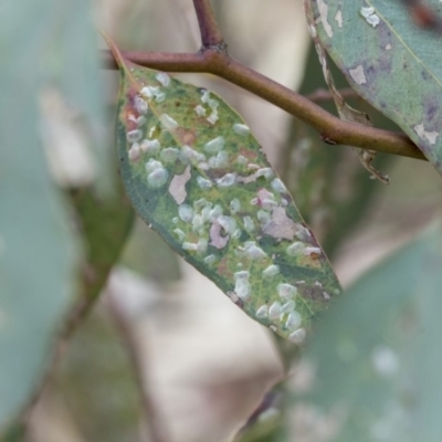 Cardiaspina albitextura (White Lace Lerp) at Hawker, ACT - 9 Jan 2020 by AlisonMilton