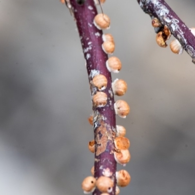 Eriococcus coriaceus (Gumtree Scale) at Hawker, ACT - 9 Jan 2020 by AlisonMilton