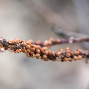 Eriococcus coriaceus at Hawker, ACT - 9 Jan 2020