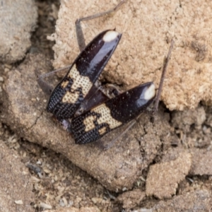 Phoracantha semipunctata at Hawker, ACT - 9 Jan 2020 12:26 PM