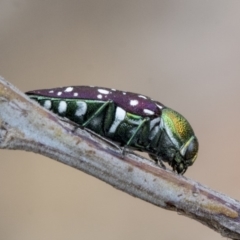 Diphucrania leucosticta (White-flecked acacia jewel beetle) at The Pinnacle - 9 Jan 2020 by AlisonMilton
