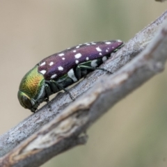 Diphucrania leucosticta at Hawker, ACT - 9 Jan 2020