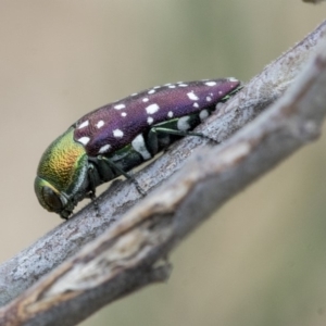 Diphucrania leucosticta at Hawker, ACT - 9 Jan 2020