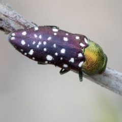 Diphucrania leucosticta at Hawker, ACT - 9 Jan 2020