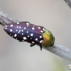 Diphucrania leucosticta at Hawker, ACT - 9 Jan 2020