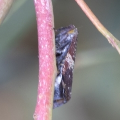 Platybrachys sp. (genus) (A gum hopper) at Hawker, ACT - 9 Jan 2020 by AlisonMilton