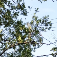 Cacatua sanguinea at Hughes, ACT - 10 Jan 2020