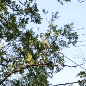 Cacatua sanguinea at Hughes, ACT - 10 Jan 2020 10:00 AM