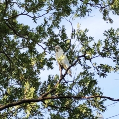 Cacatua sanguinea at Hughes, ACT - 10 Jan 2020