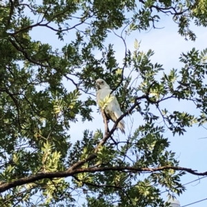 Cacatua sanguinea at Hughes, ACT - 10 Jan 2020