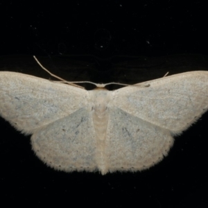 Scopula optivata at Ainslie, ACT - 8 Jan 2020 10:49 PM