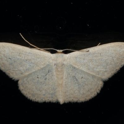 Scopula optivata (Varied Wave) at Ainslie, ACT - 8 Jan 2020 by jbromilow50