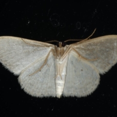 Scopula optivata at Ainslie, ACT - 8 Jan 2020