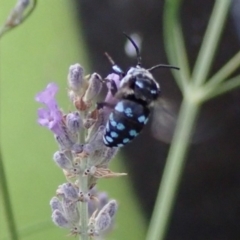 Thyreus caeruleopunctatus at Spence, ACT - 10 Jan 2020