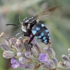 Thyreus caeruleopunctatus at Spence, ACT - 10 Jan 2020