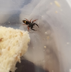 Apricia jovialis (Jovial jumping spider) at Deakin, ACT - 10 Jan 2020 by Ct1000