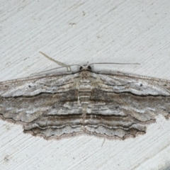 Euphronarcha luxaria (Striated Bark Moth) at Ainslie, ACT - 8 Jan 2020 by jb2602