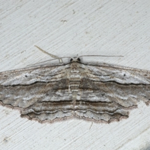 Euphronarcha luxaria at Ainslie, ACT - 8 Jan 2020