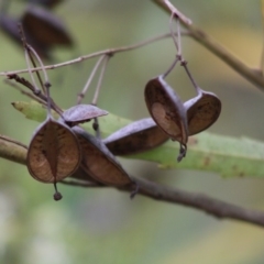 Lomatia myricoides at Mongarlowe, NSW - 8 Jan 2020 02:17 PM