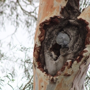 Callocephalon fimbriatum at Hughes, ACT - suppressed