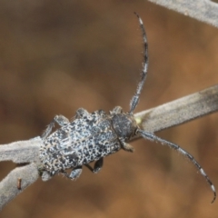 Ancita sp. (genus) at Coree, ACT - 7 Jan 2020