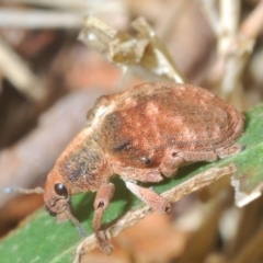 Gonipterus sp. (genus) (Eucalyptus Weevil) at Coree, ACT - 7 Jan 2020 by Harrisi