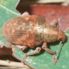 Gonipterus sp. (genus) at Coree, ACT - 7 Jan 2020