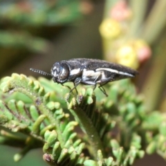 Agrilus hypoleucus (Hypoleucus jewel beetle) at Bruce, ACT - 7 Jan 2020 by Harrisi