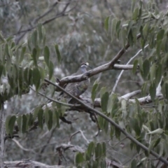 Phaps chalcoptera at Deakin, ACT - 6 Jan 2020