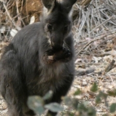 Osphranter robustus (Wallaroo) at Red Hill Nature Reserve - 23 Dec 2019 by Ct1000